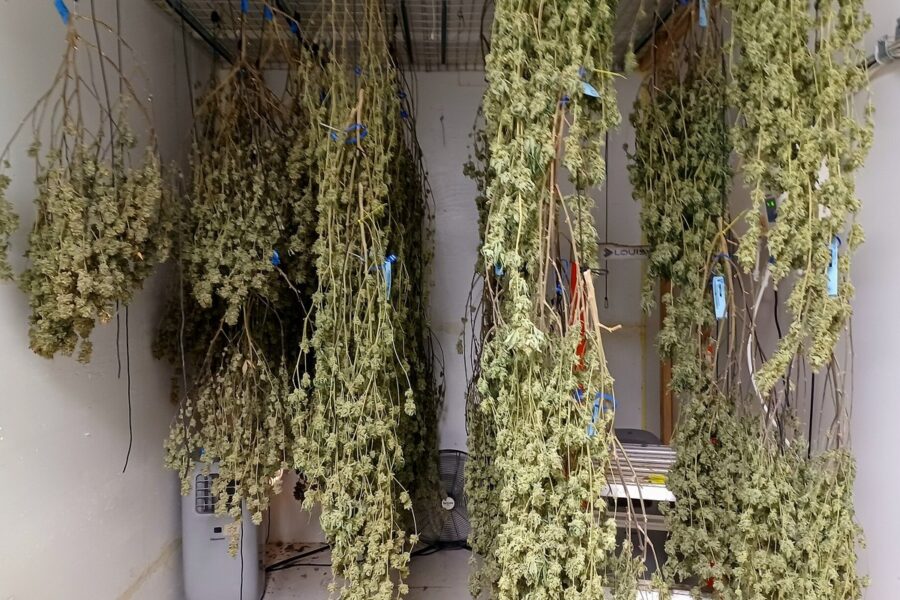La UNED lleva el cannabis al debate jurídico y forense de julio
