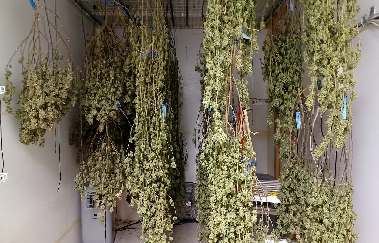 La UNED lleva el cannabis al debate jurídico y forense de julio
