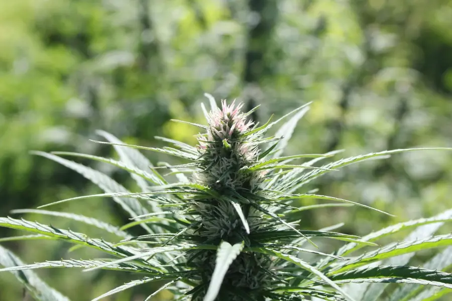 AEMPS ordena el circuito que también sostendrá el cannabis medicinal
