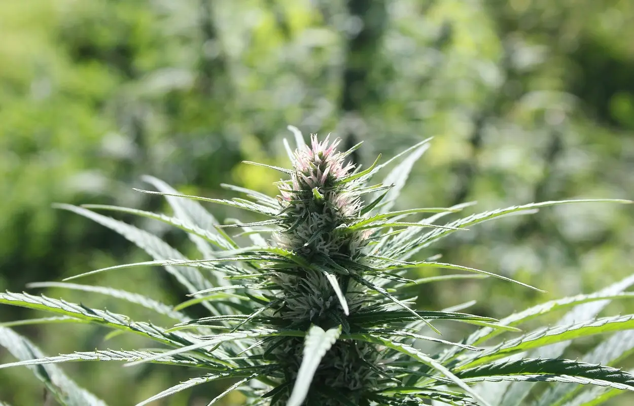 AEMPS ordena el circuito que también sostendrá el cannabis medicinal