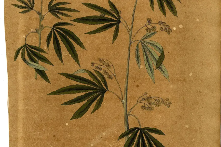 La AEMPS cierra julio con el mapa actualizado del cultivo medicinal
