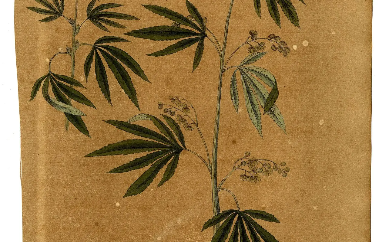 La AEMPS cierra julio con el mapa actualizado del cultivo medicinal