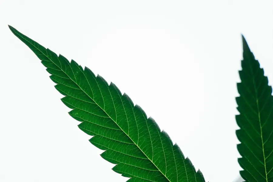 Alemania quiere medir mejor el cannabis en los accidentes de tráfico