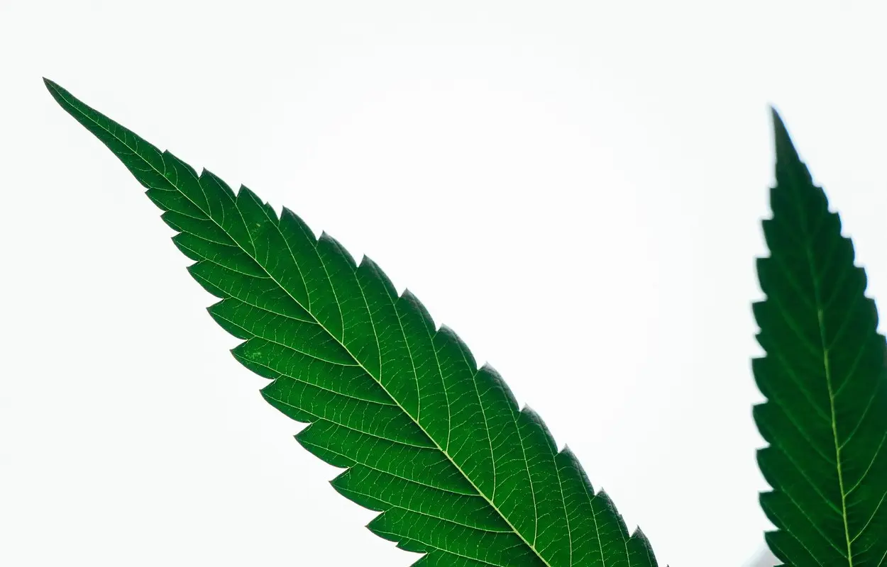 Alemania quiere medir mejor el cannabis en los accidentes de tráfico