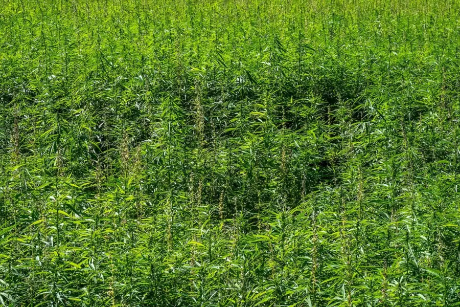 Alemania enseña que regular cannabis no hunde la prevención