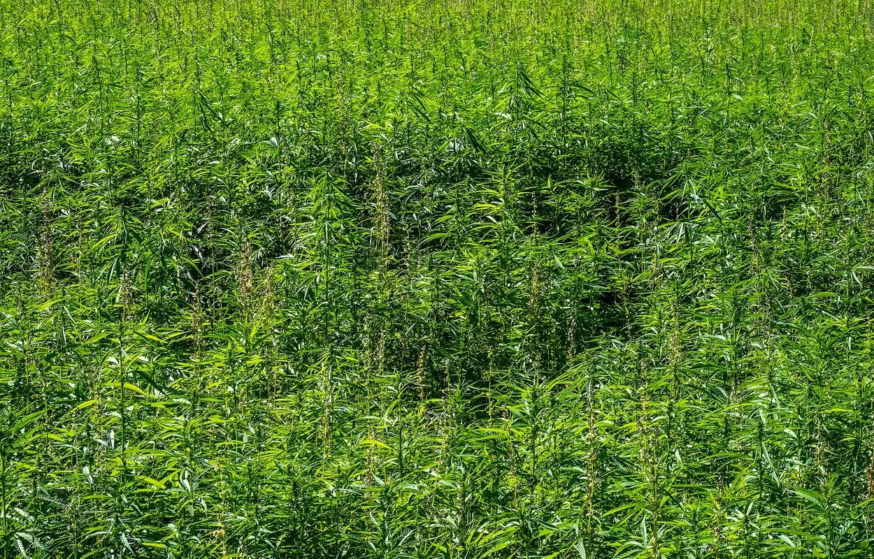 Alemania enseña que regular cannabis no hunde la prevención