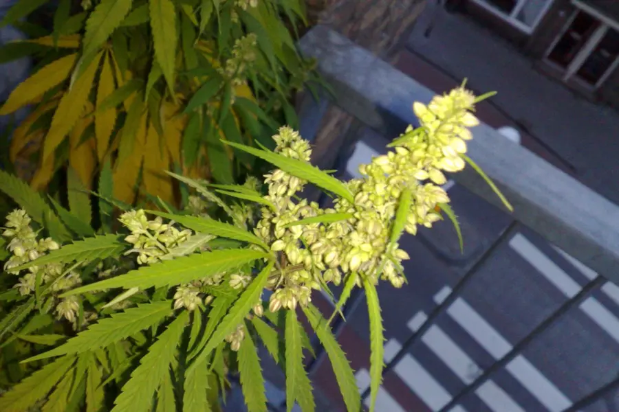 Arona pone cifras al reto de prevenir cannabis sin estigma