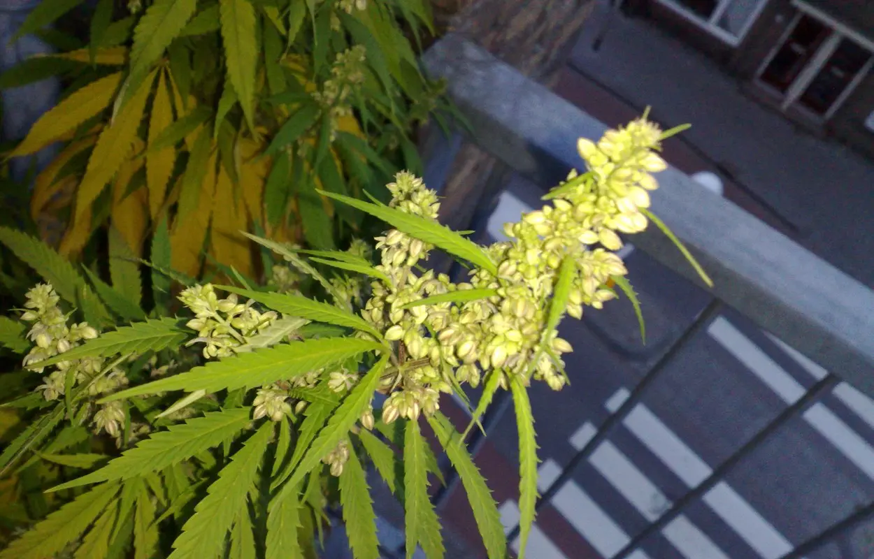 Arona pone cifras al reto de prevenir cannabis sin estigma