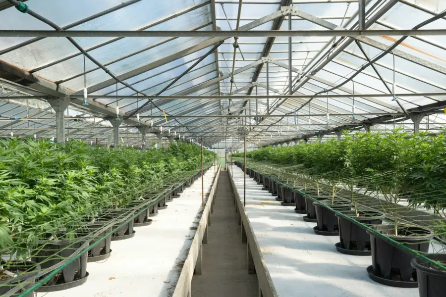 Australia pregunta al sector cómo circula el cannabis medicinal