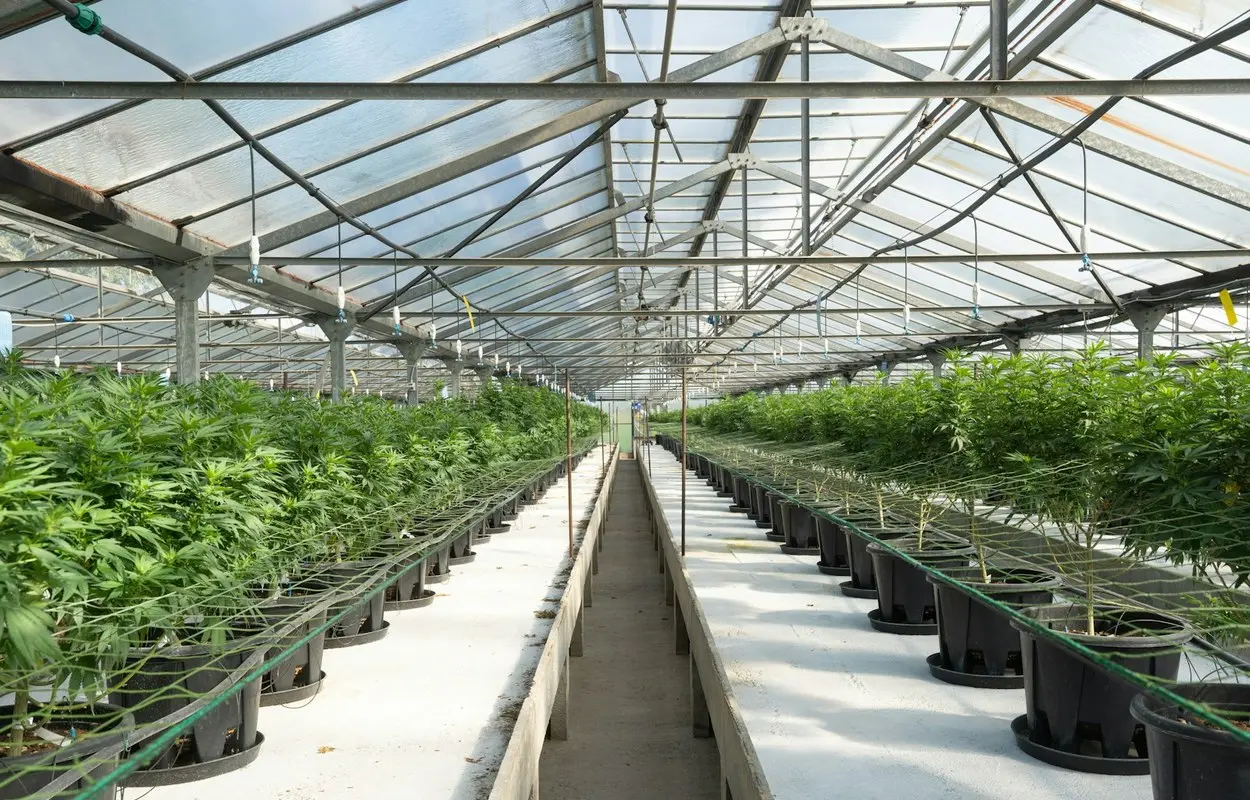 Australia pregunta al sector cómo circula el cannabis medicinal