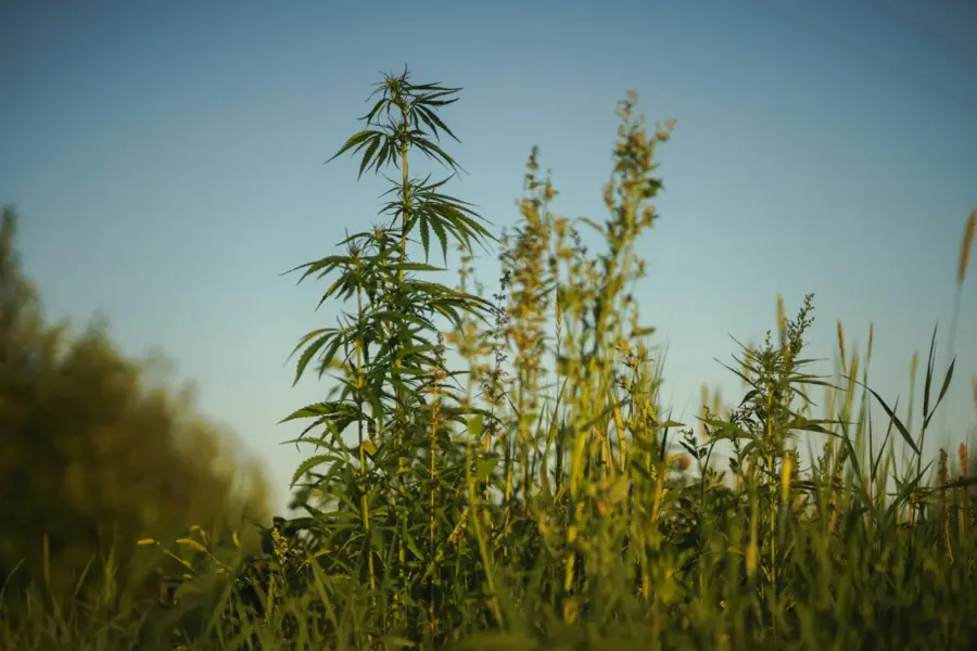 Australia revisa las licencias que sostienen su cannabis medicinal