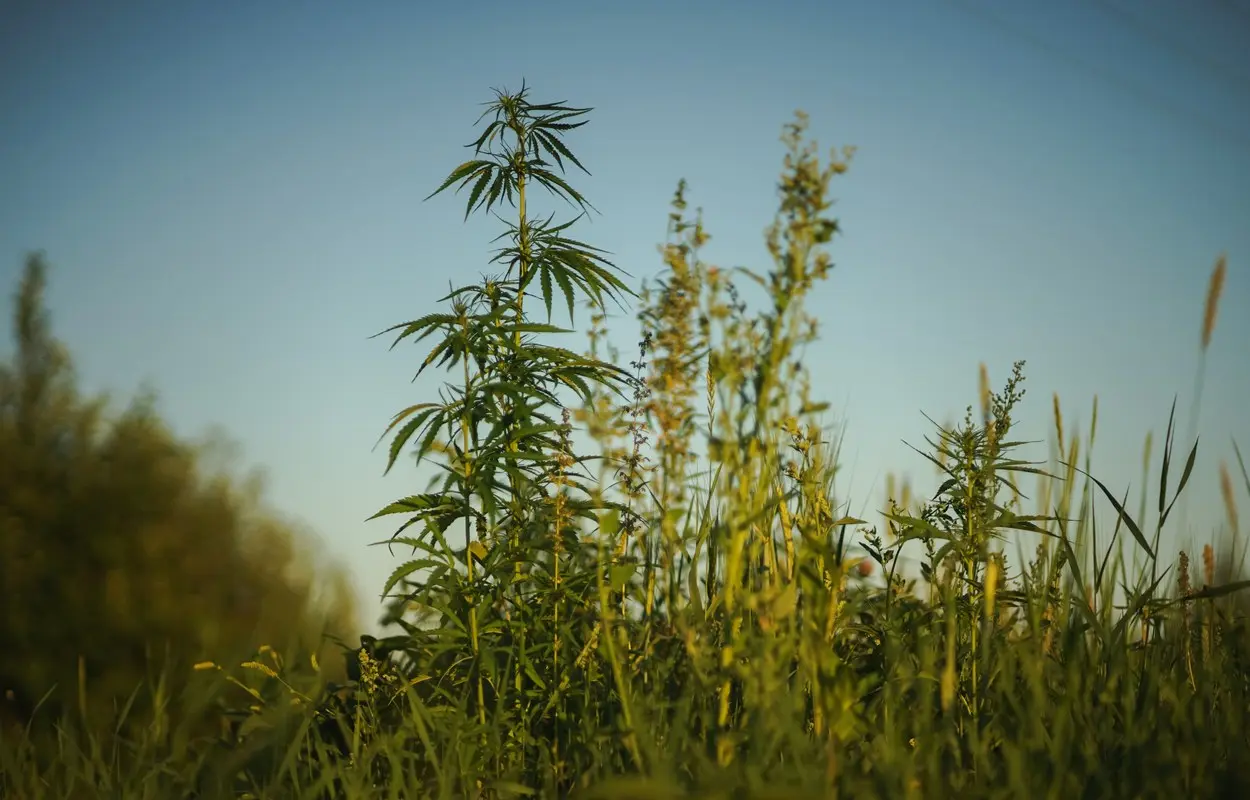 Australia revisa las licencias que sostienen su cannabis medicinal