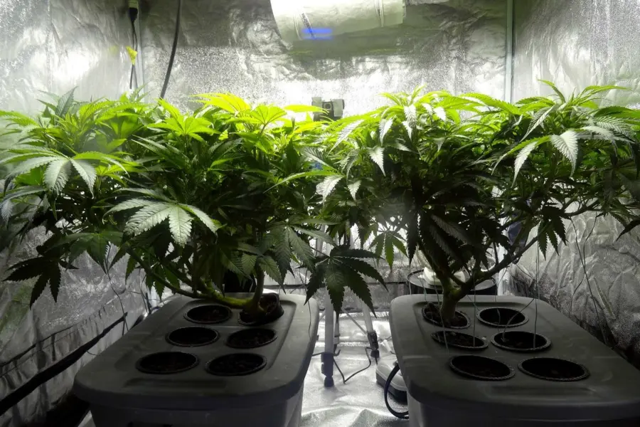 Balsicas enseña el coste de dejar el cannabis en naves clandestinas