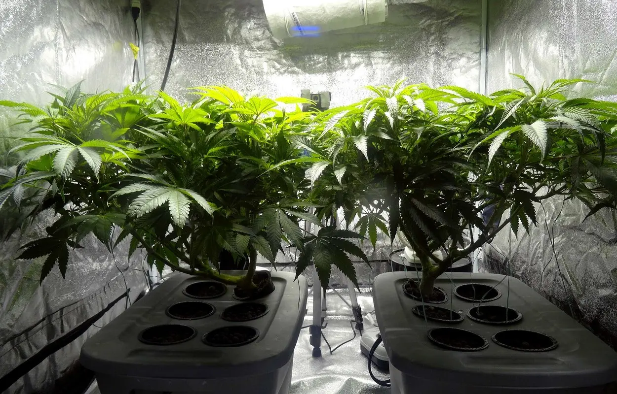 Balsicas enseña el coste de dejar el cannabis en naves clandestinas