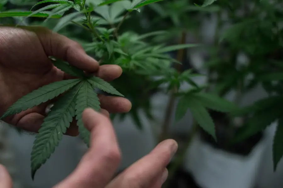 Barcelona abre una cita global de drogas que no debería esquivar el cannabis