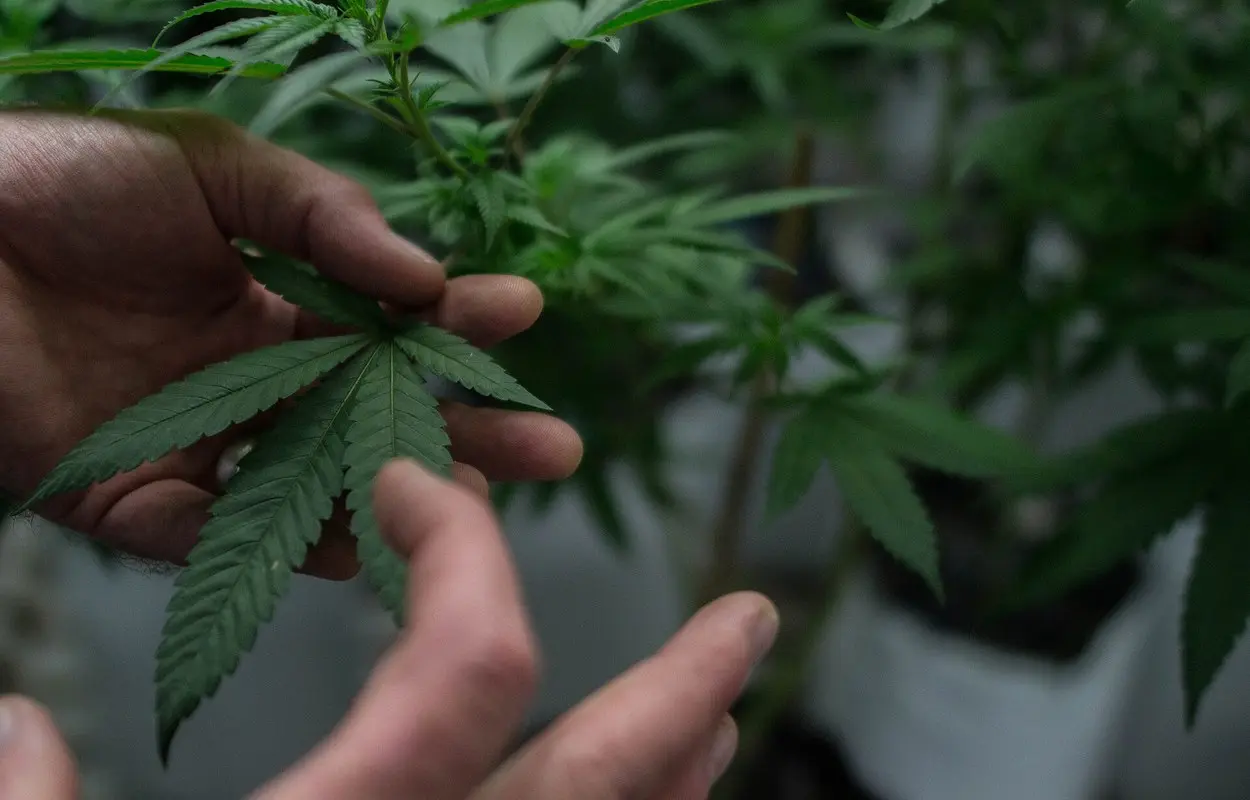 Barcelona abre una cita global de drogas que no debería esquivar el cannabis
