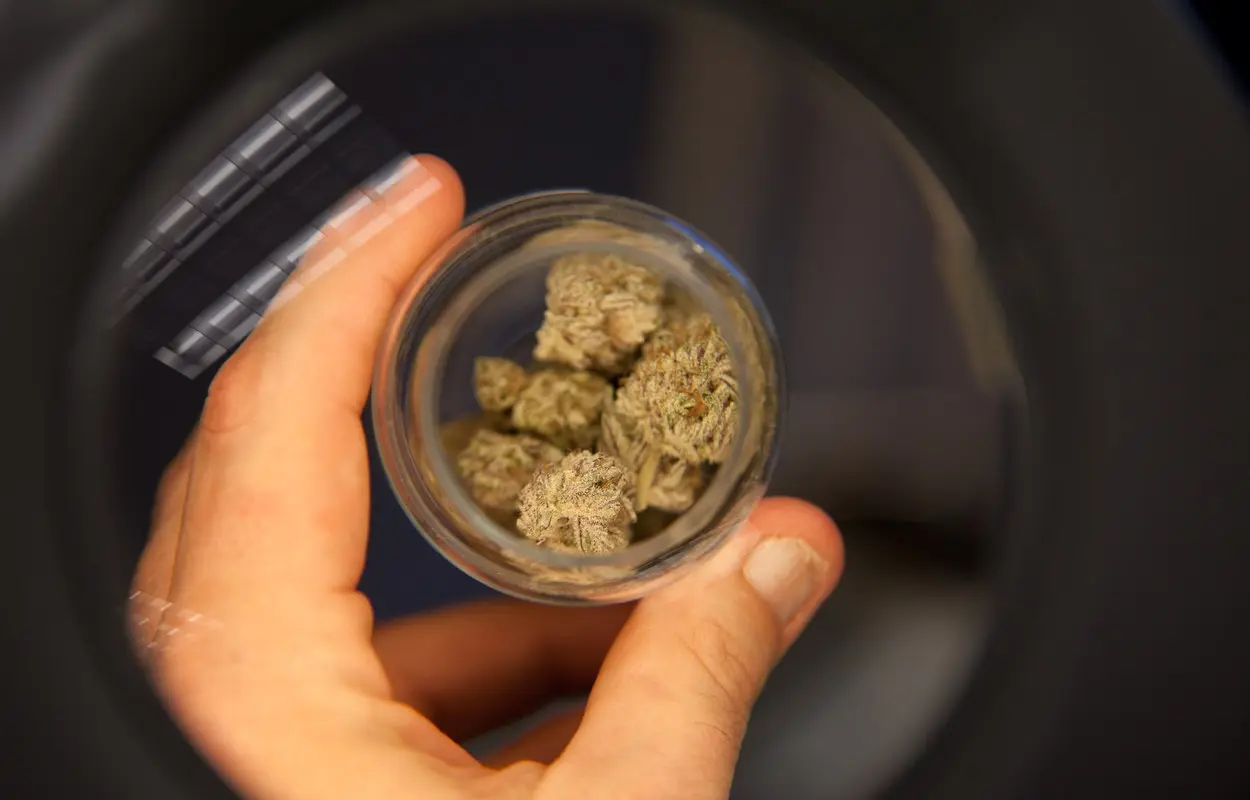 California endurece el control de pesticidas en cannabis regulado