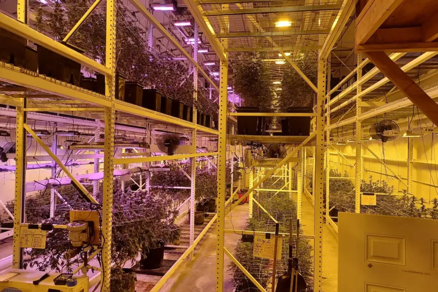 Canadá mide el mercado legal de cannabis con datos abiertos