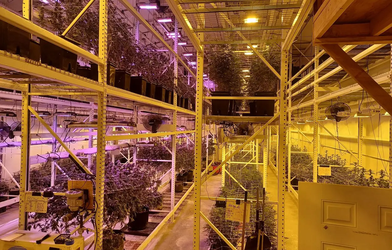 Canadá mide el mercado legal de cannabis con datos abiertos