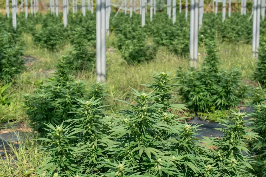 Cannabisforum 2026 lleva a Madrid el debate pendiente del cannabis medicinal