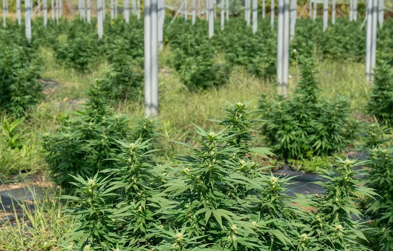 Cannabisforum 2026 lleva a Madrid el debate pendiente del cannabis medicinal