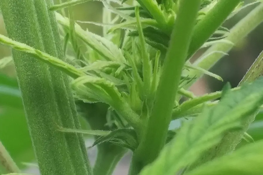 El CDC mide mejor la hiperémesis cannabinoide sin alimentar el prohibicionismo