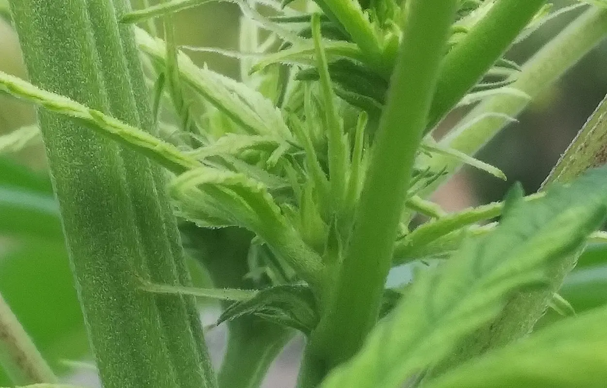 El CDC mide mejor la hiperémesis cannabinoide sin alimentar el prohibicionismo