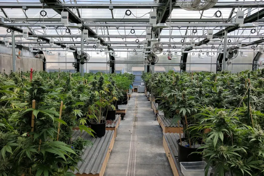 La DEA publica las actas que pueden mover el cannabis medicinal