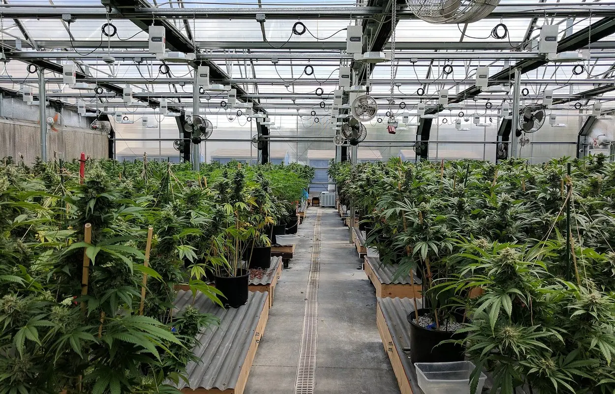 La DEA publica las actas que pueden mover el cannabis medicinal