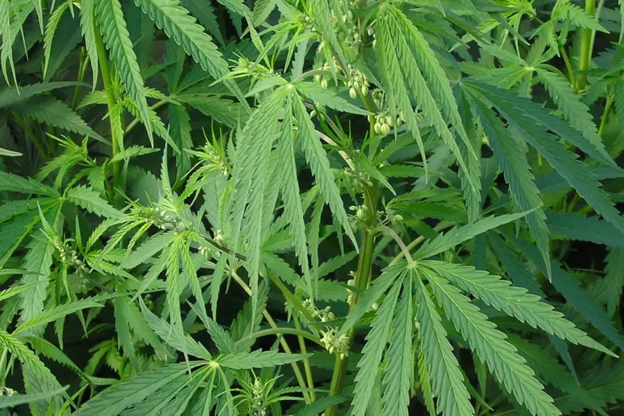 La DGT vuelve a situar el cannabis en el centro de la prevención vial