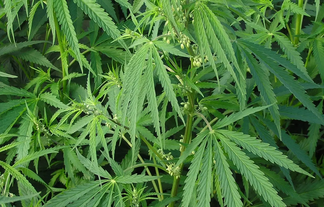 La DGT vuelve a situar el cannabis en el centro de la prevención vial