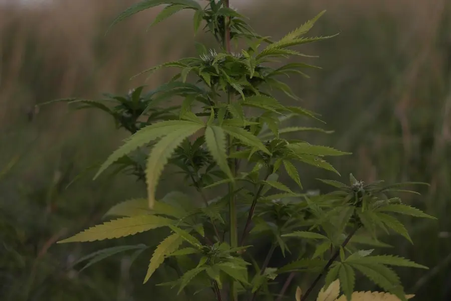 La EUDA pide mirar el cannabis adulto con datos más finos