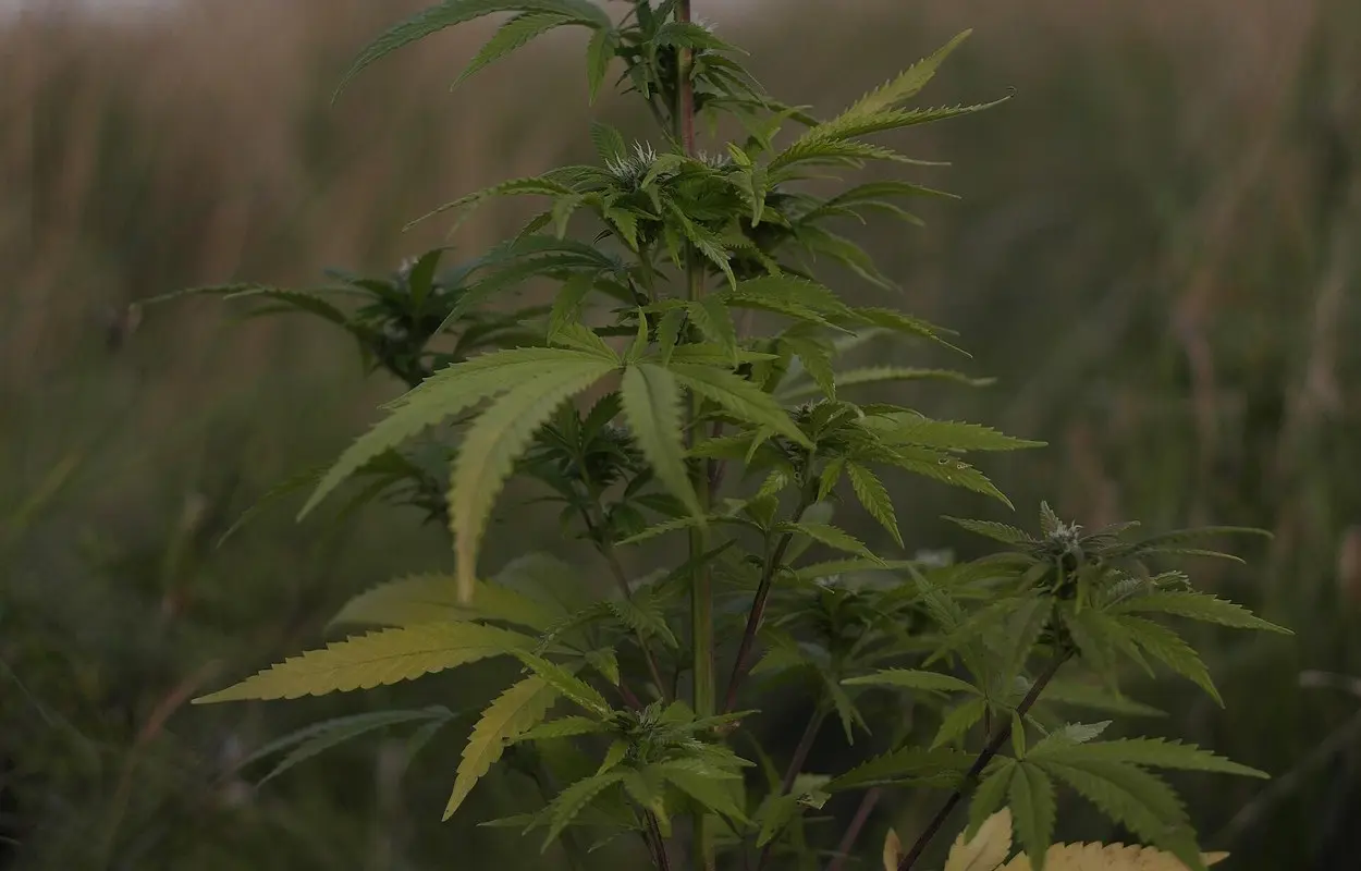 La EUDA pide mirar el cannabis adulto con datos más finos
