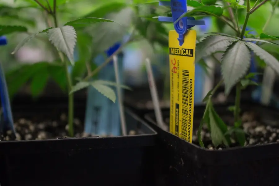 La EUDA lleva cannabis y salud mental a un debate con evidencia