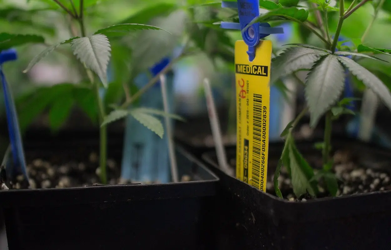 La EUDA lleva cannabis y salud mental a un debate con evidencia