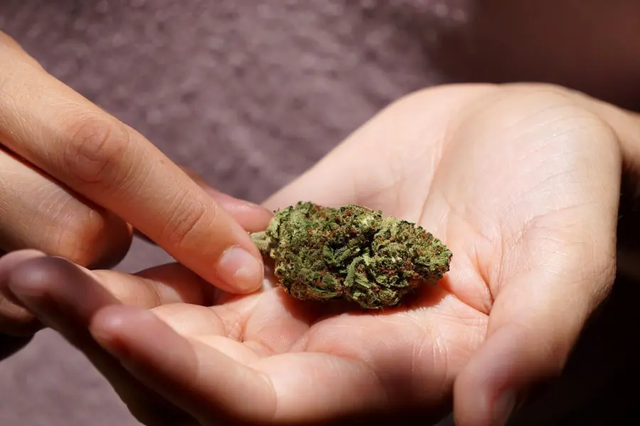 La EUDA prepara una caja de herramientas para regular cannabis con datos