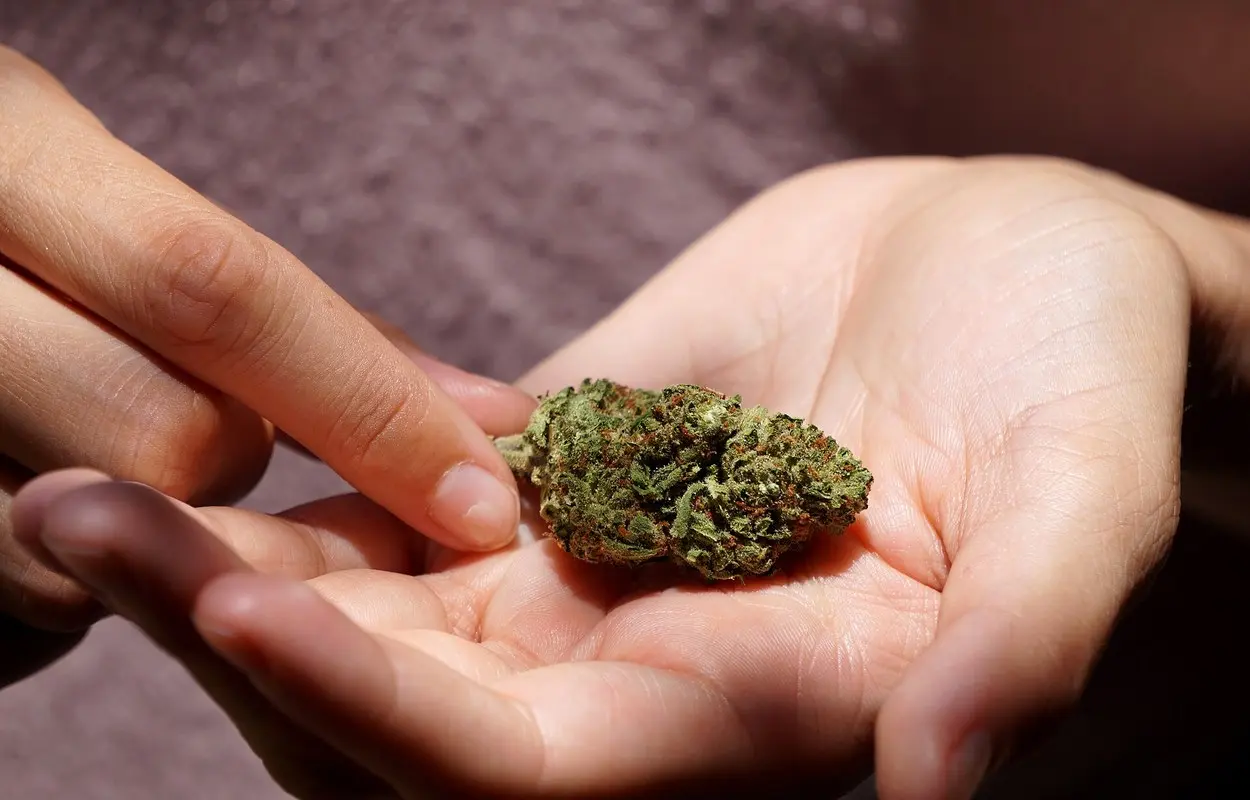 La EUDA prepara una caja de herramientas para regular cannabis con datos