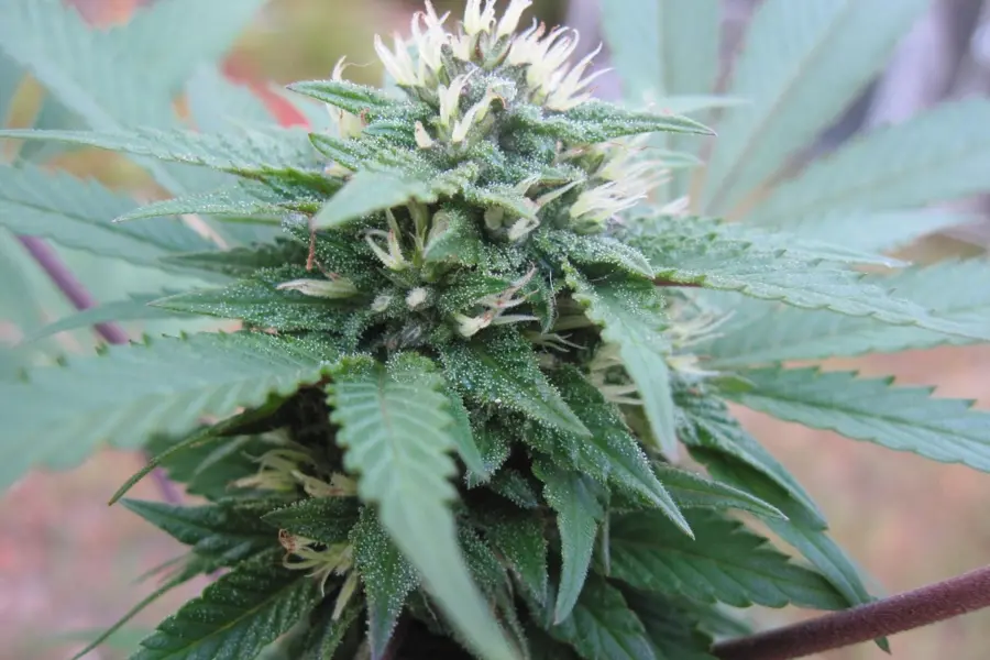 Ferias de cannabis 2026-2027: las cinco citas con fecha confirmada