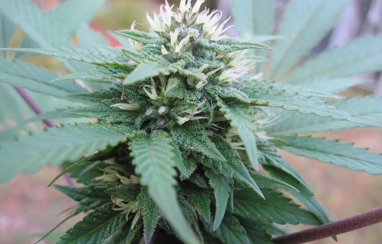 Ferias de cannabis 2026-2027: las cinco citas con fecha confirmada