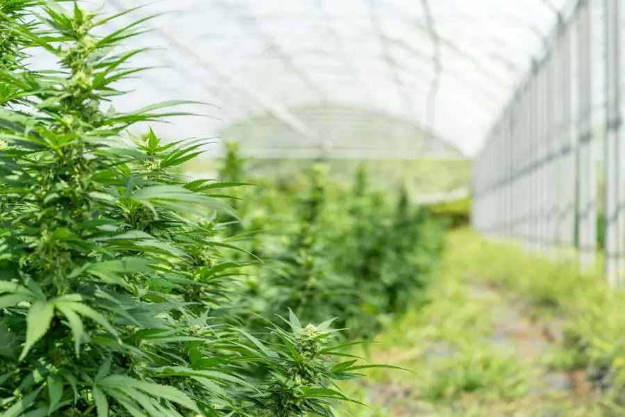 Sanidad respalda informar de adicciones sin estigmatizar a usuarios de cannabis