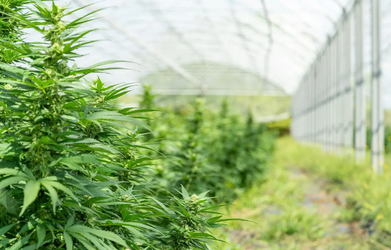 Sanidad respalda informar de adicciones sin estigmatizar a usuarios de cannabis