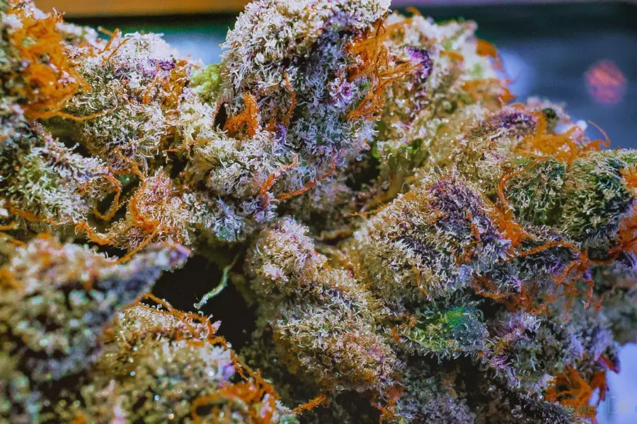 Tenerife vuelve a mostrar el coste de dejar el cannabis en la sombra