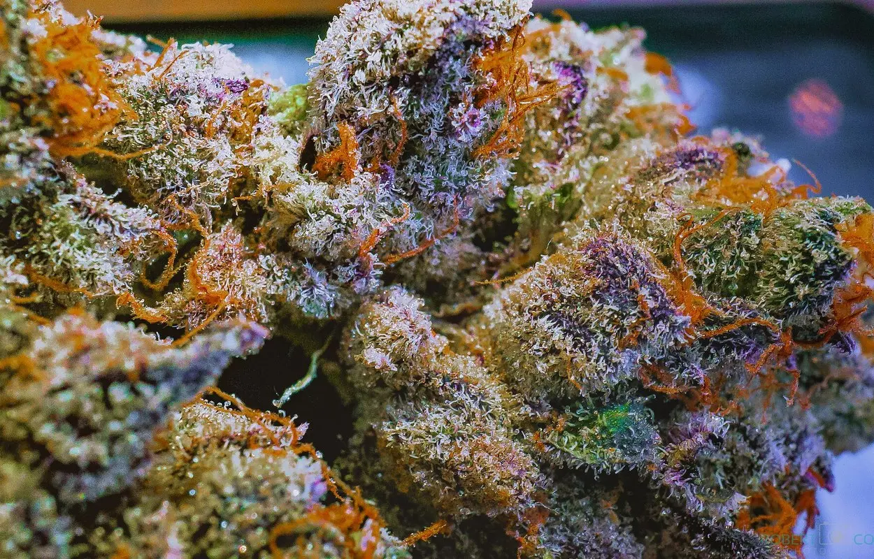 Tenerife vuelve a mostrar el coste de dejar el cannabis en la sombra