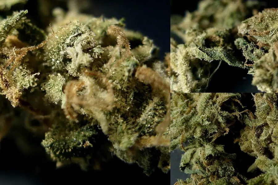 Alemania recorta el acceso público a la flor medicinal de cannabis