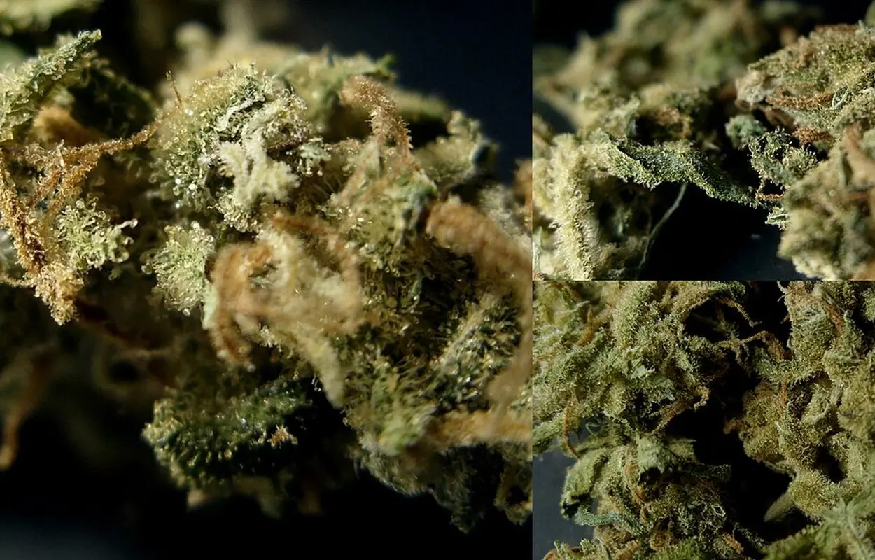 Alemania recorta el acceso público a la flor medicinal de cannabis