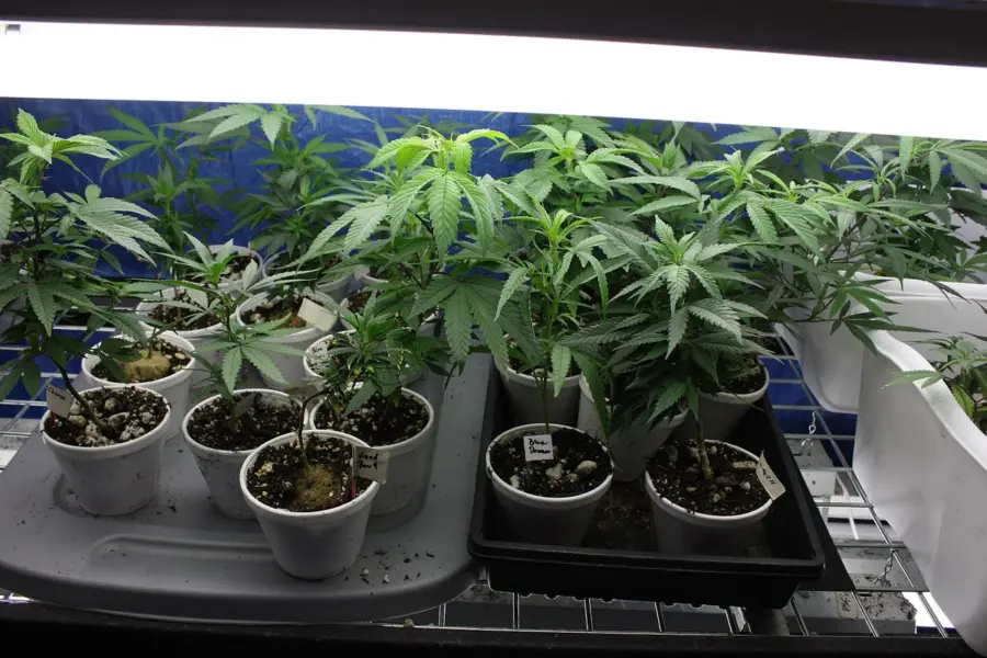 Andorra acerca al Parlamento una ley de cannabis medicinal con licencia única