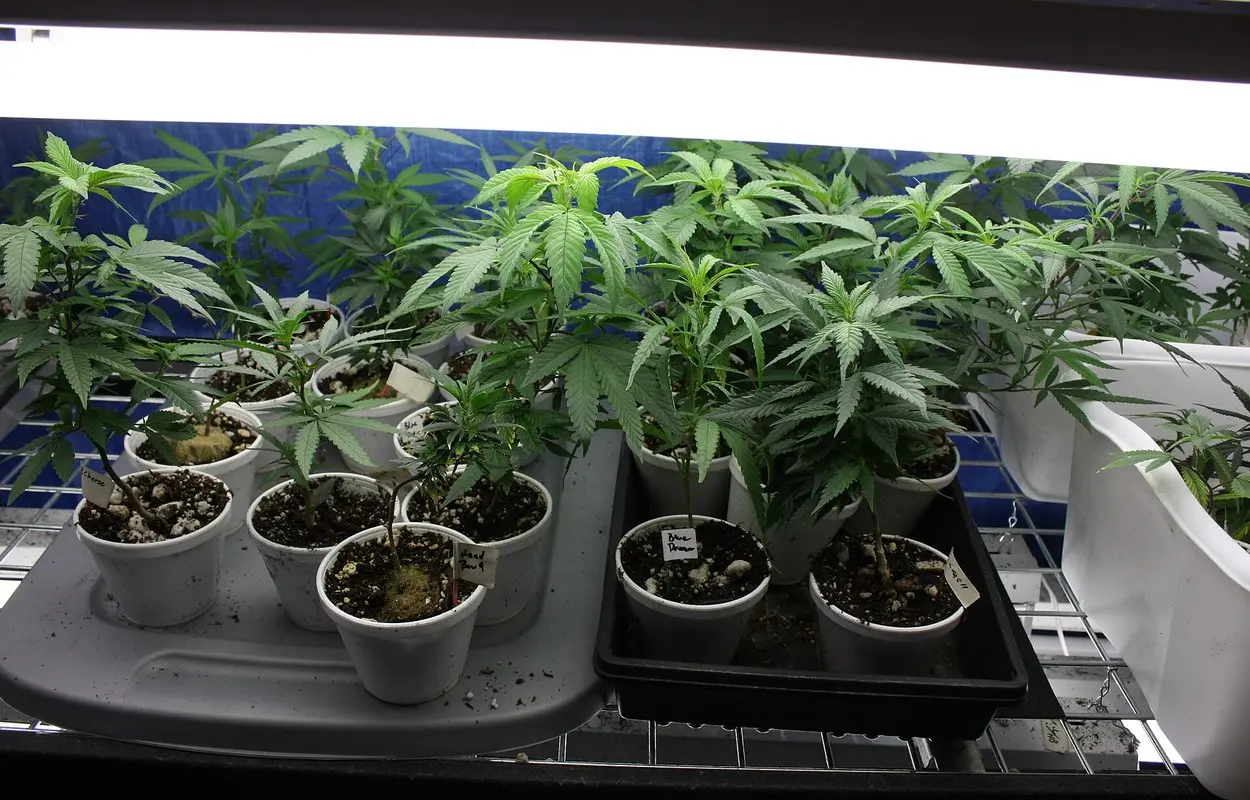 Andorra acerca al Parlamento una ley de cannabis medicinal con licencia única