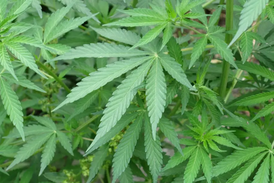 Arafo vuelve a mostrar el coste de no regular el autocultivo
