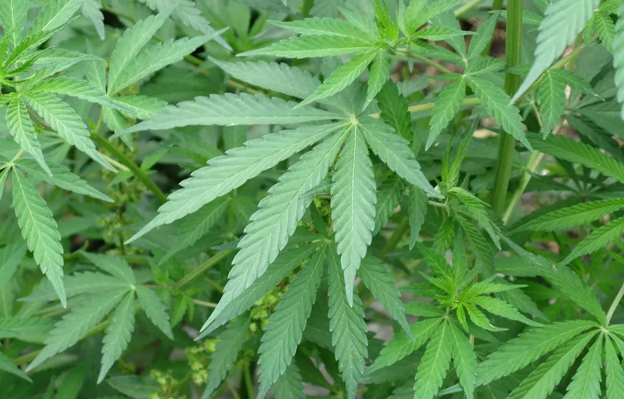 Arafo vuelve a mostrar el coste de no regular el autocultivo