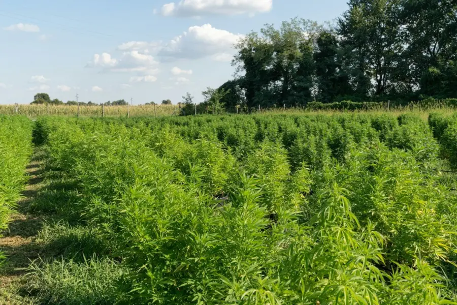 Argentina regula el cáñamo hortícola con trazabilidad obligatoria